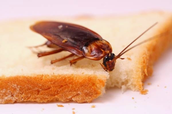 Mira este Remedios Caseros para Combatir Cucarachas y Hormigas