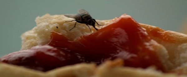 Conoce! Uno de los Remedios Caseros para las Moscas, solo utilizando Zumo para ahuyentar moscas