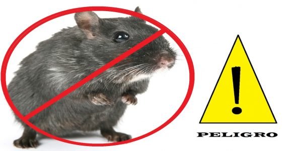 ELIMINA EFICAZMENTE a esos molestos ROEDORES de tu CASA